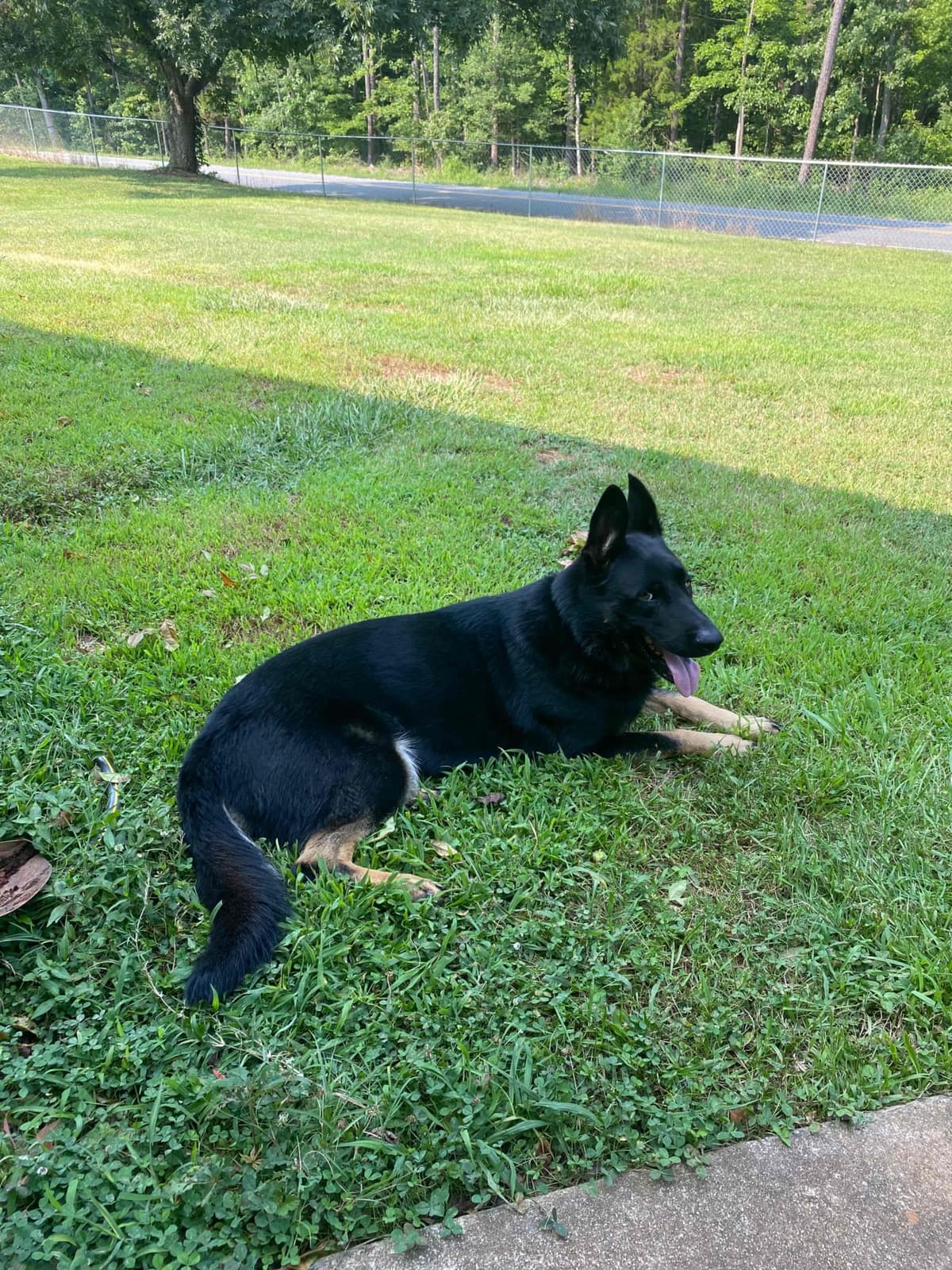German Shepherd Dog Puppies breeder image 102