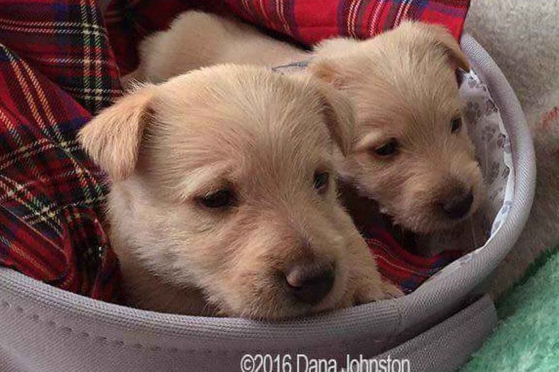 Exquisite Kingsdale Scottish Terrier Puppies with Champion pedigrees!! breeder image 9
