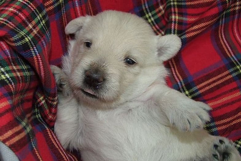 Exquisite Kingsdale Scottish Terrier Puppies with Champion pedigrees!! breeder image 12