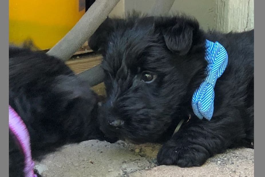 Exquisite Kingsdale Scottish Terrier Puppies with Champion pedigrees!! breeder image 11