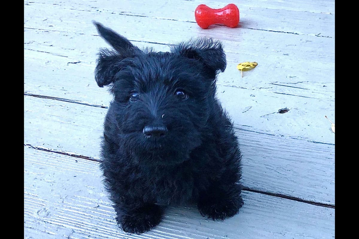 Exquisite Kingsdale Scottish Terrier Puppies with Champion pedigrees!! breeder image 5