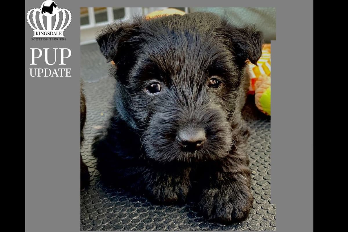 Exquisite Kingsdale Scottish Terrier Puppies with Champion pedigrees!! breeder image 1