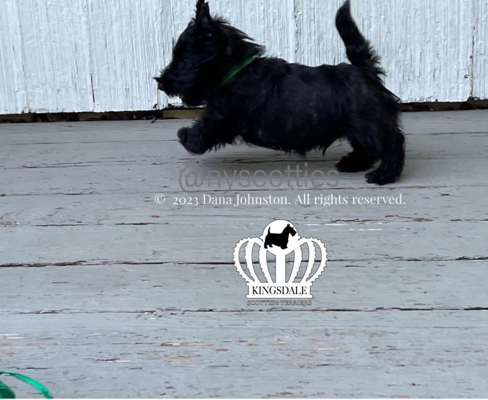 Exquisite Kingsdale Scottish Terrier Puppies with Champion pedigrees!! breeder image 13