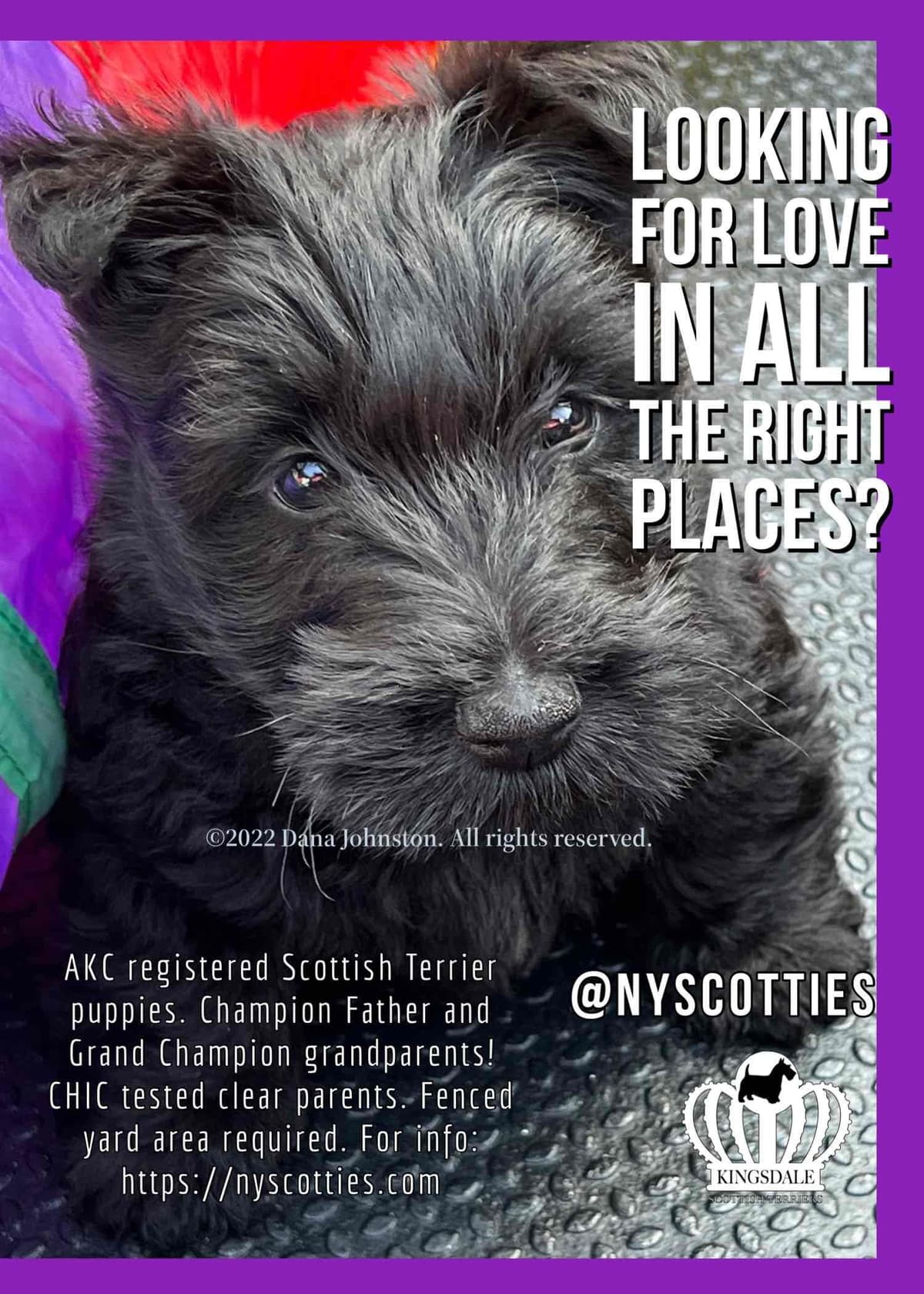 Exquisite Kingsdale Scottish Terrier Puppies with Champion pedigrees!! breeder image 2