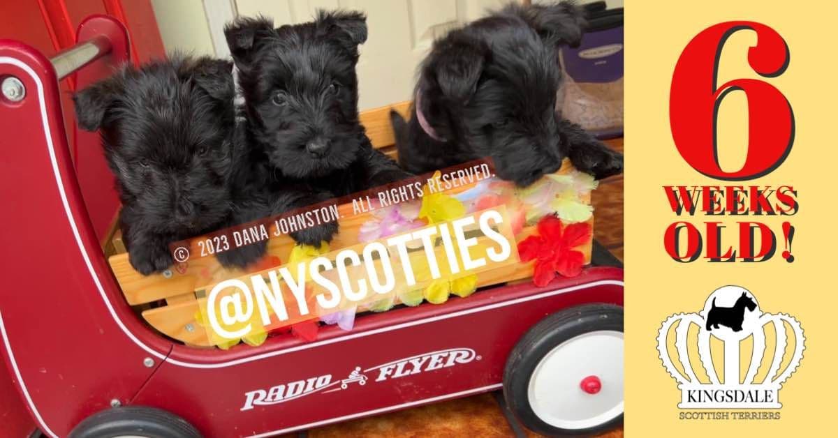 Exquisite Kingsdale Scottish Terrier Puppies with Champion pedigrees!! breeder image 14