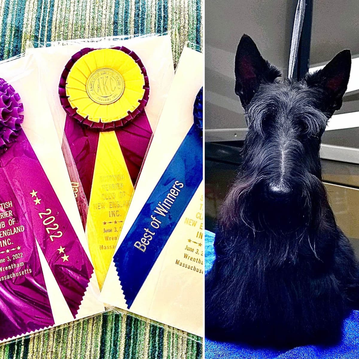 Exquisite Kingsdale Scottish Terrier Puppies with Champion pedigrees!! breeder image 3
