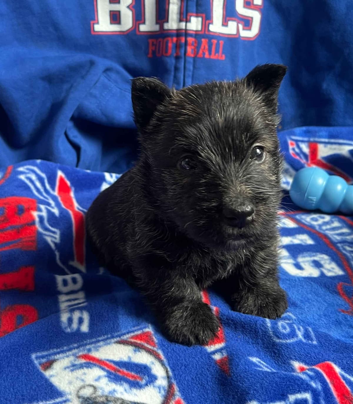 Exquisite Kingsdale Scottish Terrier Puppies with Champion pedigrees!! breeder image 15