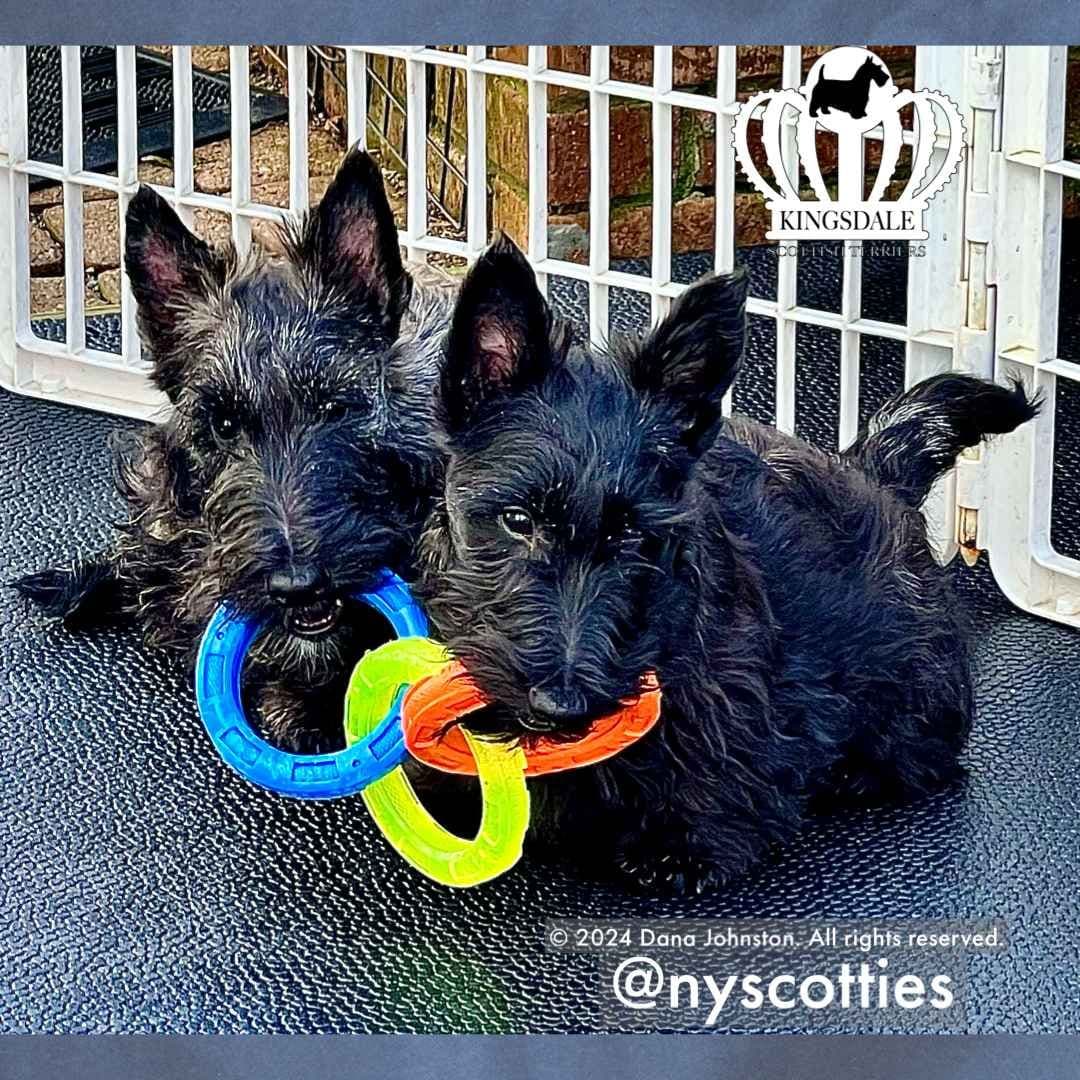 Exquisite Kingsdale Scottish Terrier Puppies with Champion pedigrees!! breeder image 16