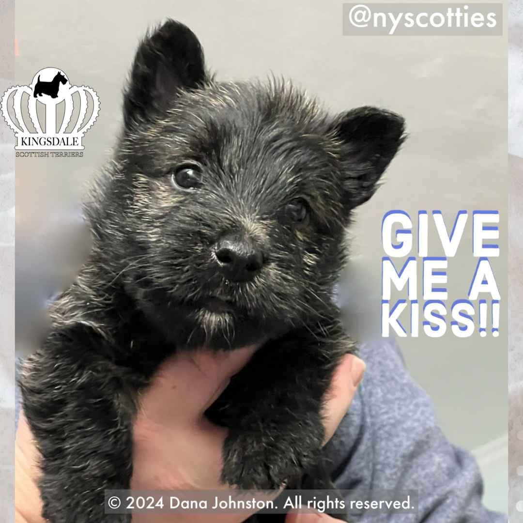Exquisite Kingsdale Scottish Terrier Puppies with Champion pedigrees!! breeder image 17
