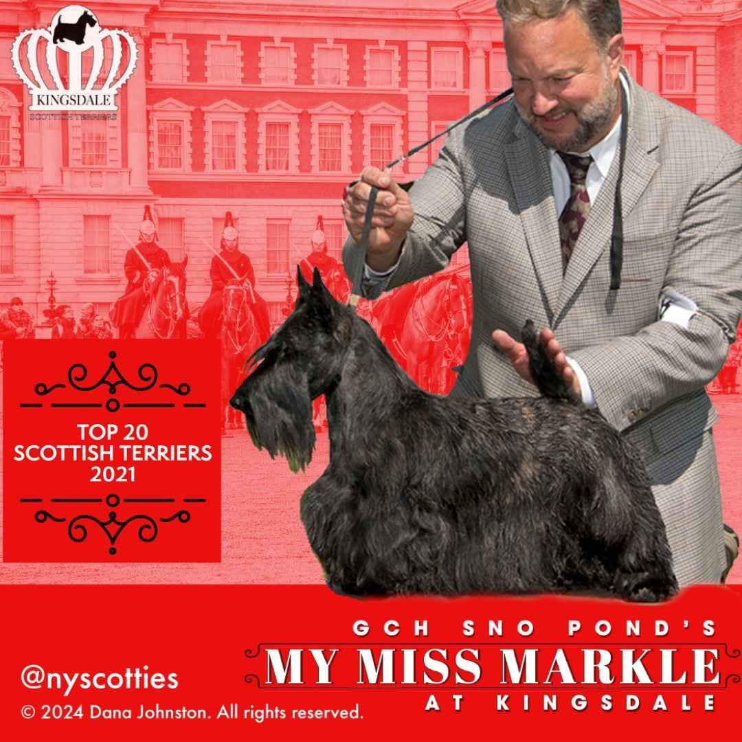 Exquisite Kingsdale Scottish Terrier Puppies with Champion pedigrees!! breeder image 18
