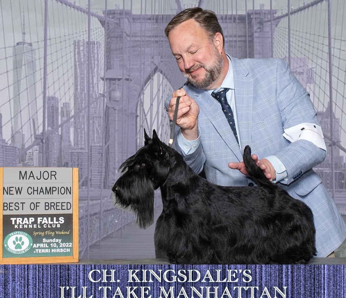 Exquisite Kingsdale Scottish Terrier Puppies with Champion pedigrees!! breeder image 19