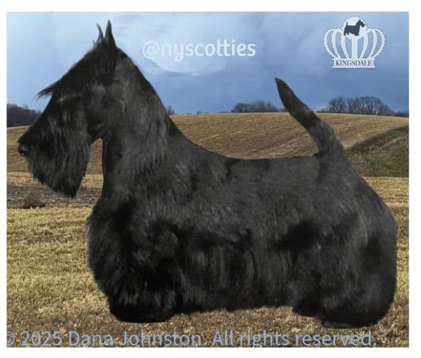 Exquisite Kingsdale Scottish Terrier Puppies with Champion pedigrees!! media 2