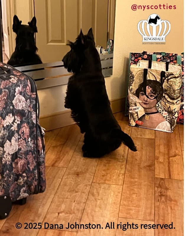 Exquisite Kingsdale Scottish Terrier Puppies with Champion pedigrees!! media 3