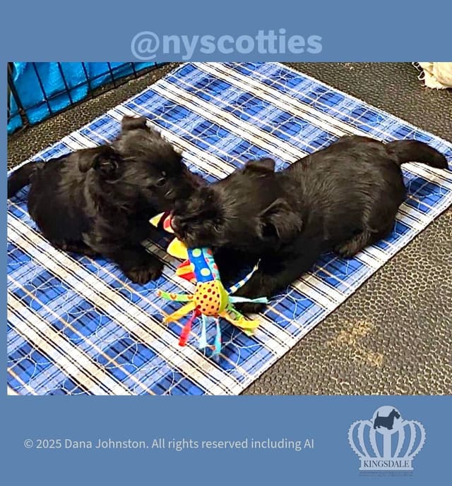 Exquisite Kingsdale Scottish Terrier Puppies with Champion pedigrees!! media 4