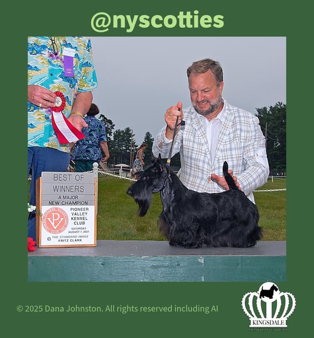 Exquisite Kingsdale Scottish Terrier Puppies with Champion pedigrees!! media 6
