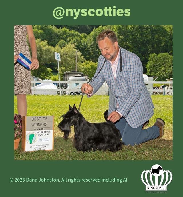 Exquisite Kingsdale Scottish Terrier Puppies with Champion pedigrees!! media 7