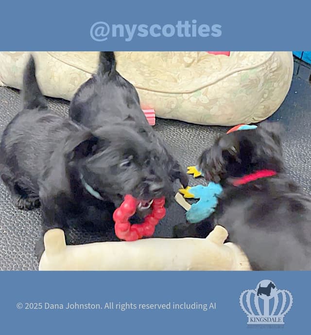 Exquisite Kingsdale Scottish Terrier Puppies with Champion pedigrees!! media 5
