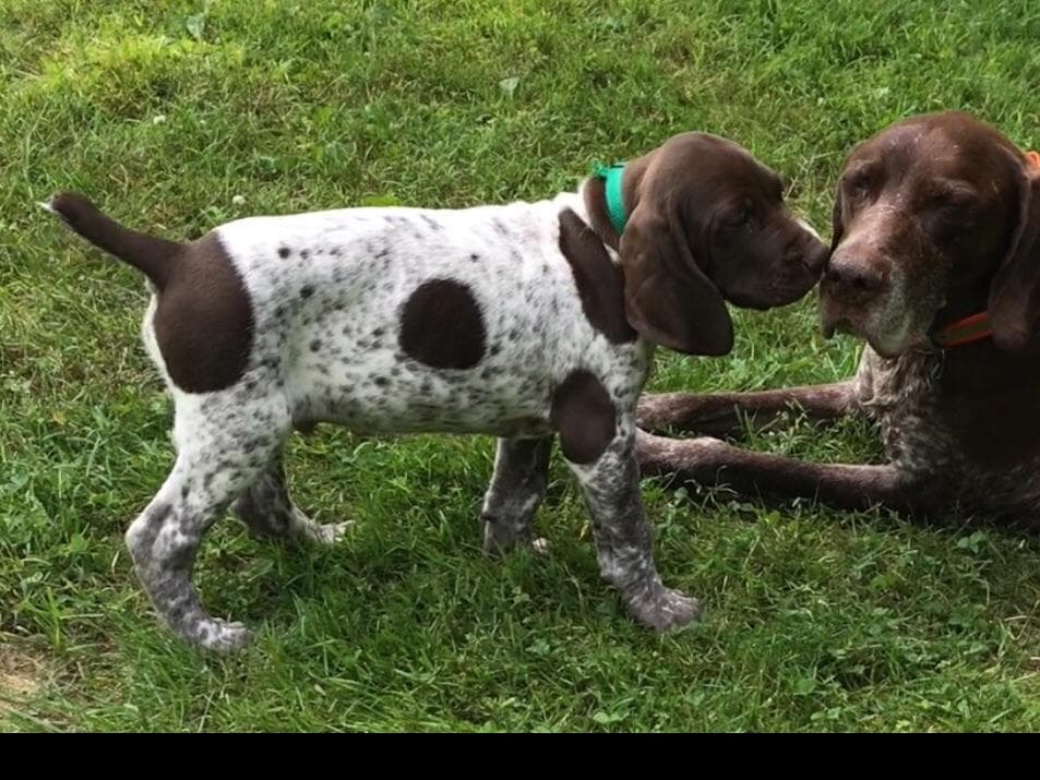 German Shorthaired Pointer Puppies breeder image 6