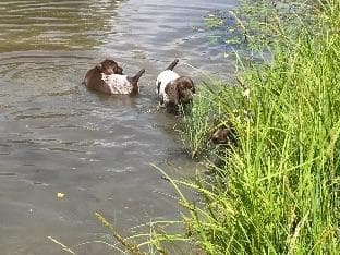 German Shorthaired Pointer Puppies breeder image 7
