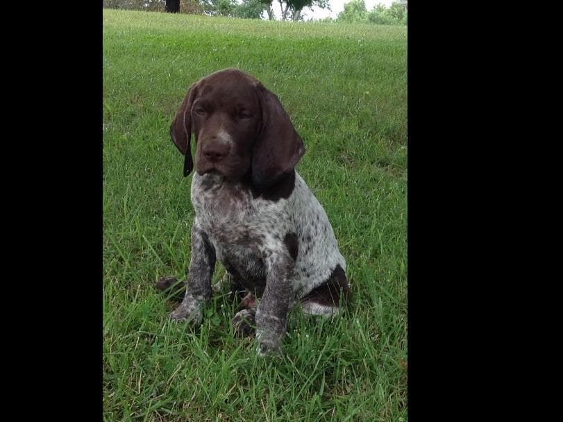 German Shorthaired Pointer Puppies breeder image 8