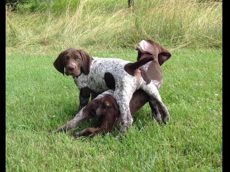 German Shorthaired Pointer Puppies breeder image 2
