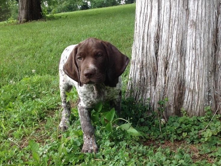German Shorthaired Pointer Puppies breeder image 5