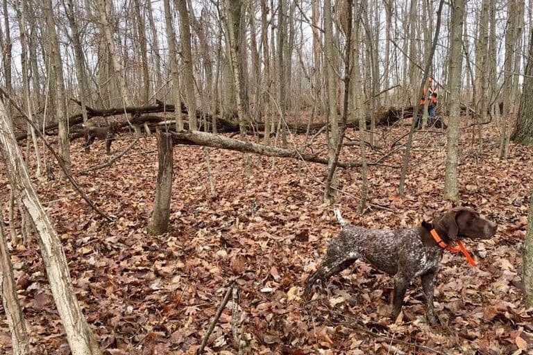 German Shorthaired Pointer Puppies breeder image 4