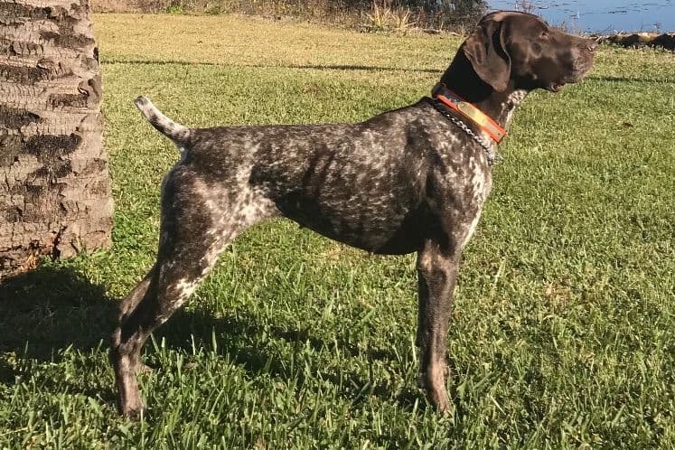German Shorthaired Pointer Puppies breeder image 3