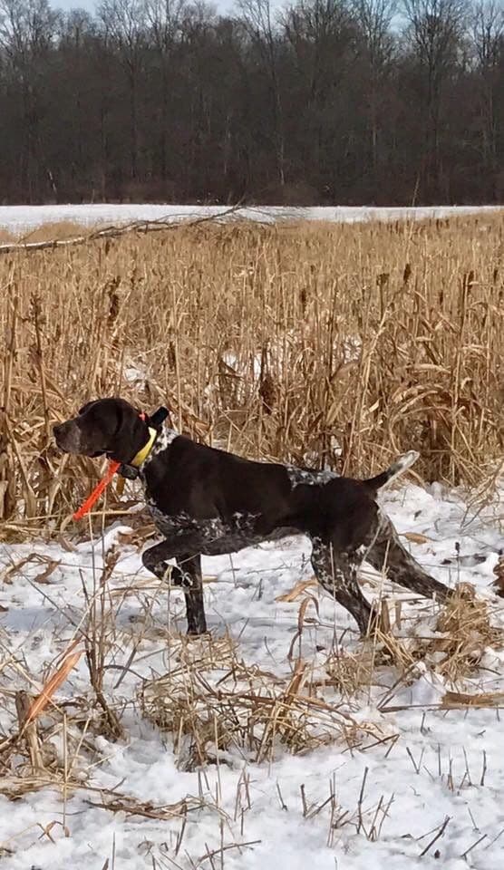 German Shorthaired Pointer Puppies breeder image 9