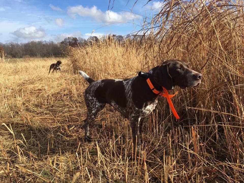 German Shorthaired Pointer Puppies breeder image 10