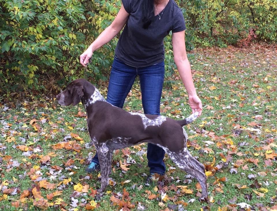 German Shorthaired Pointer Puppies breeder image 11