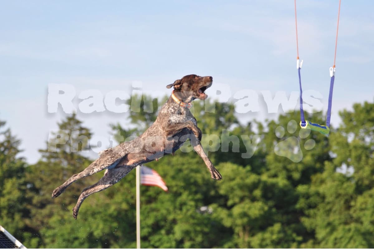 German Shorthaired Pointer Puppies breeder image 12