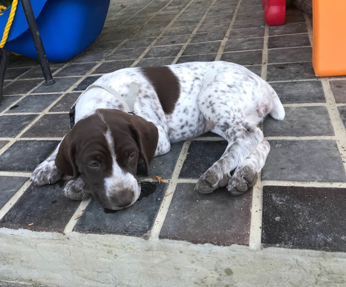 German Shorthaired Pointer Puppies breeder image 14