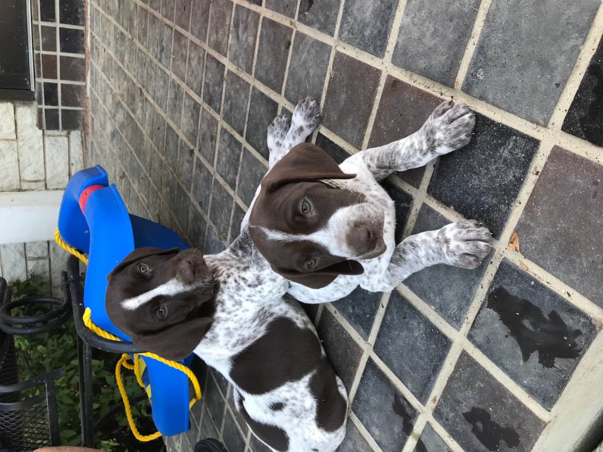 German Shorthaired Pointer Puppies breeder image 15
