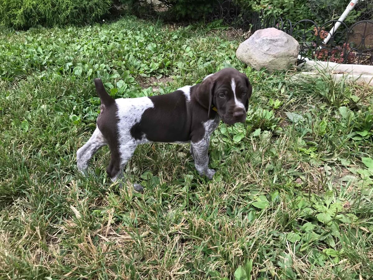 German Shorthaired Pointer Puppies breeder image 16