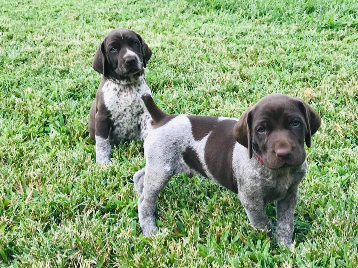 German Shorthaired Pointer Puppies breeder image 17