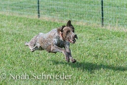 German Shorthaired Pointer Puppies breeder image 19