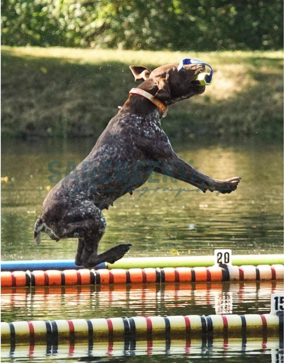 German Shorthaired Pointer Puppies breeder image 20