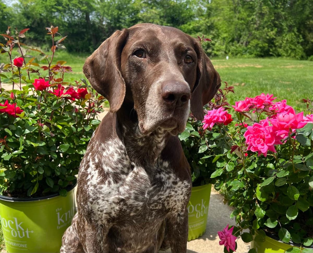 German Shorthaired Pointer Puppies breeder image 22