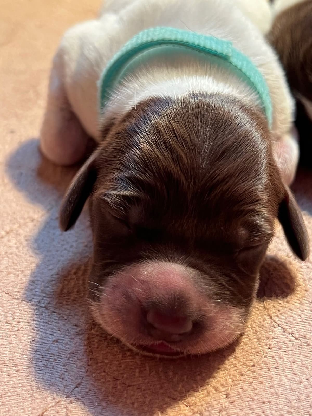 German Shorthaired Pointer Puppies breeder image 24
