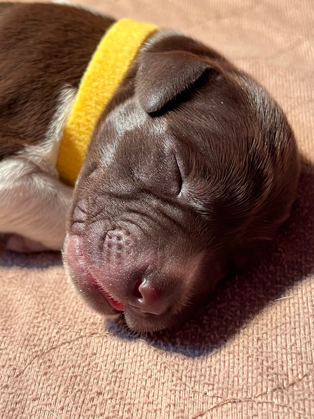 German Shorthaired Pointer Puppies breeder image 25