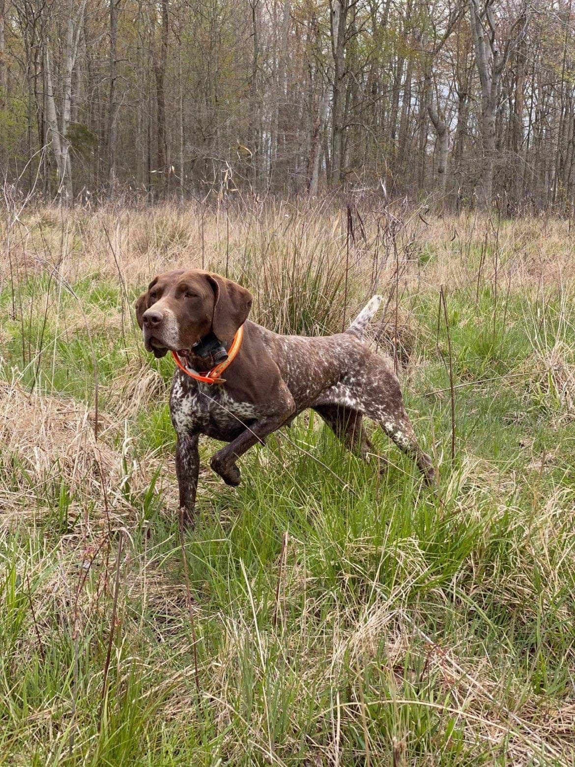 German Shorthaired Pointer Puppies breeder image 1