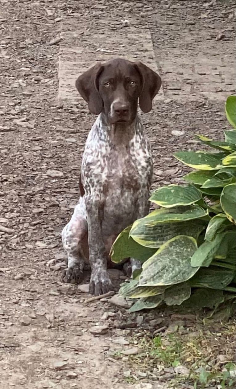 German Shorthaired Pointer Puppies breeder image 28