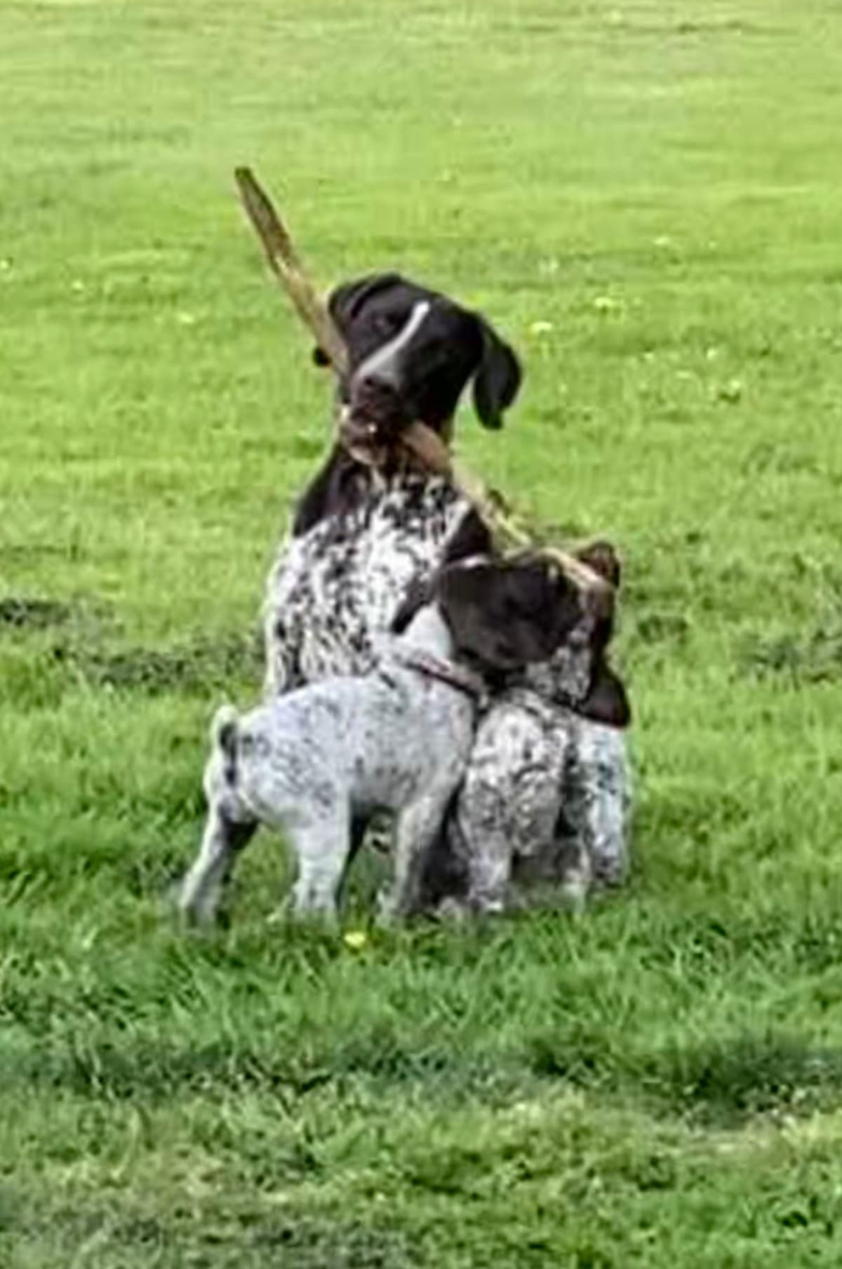 German Shorthaired Pointer Puppies breeder image 27