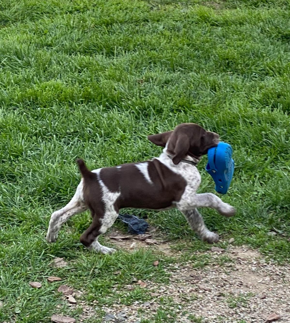 German Shorthaired Pointer Puppies breeder image 29