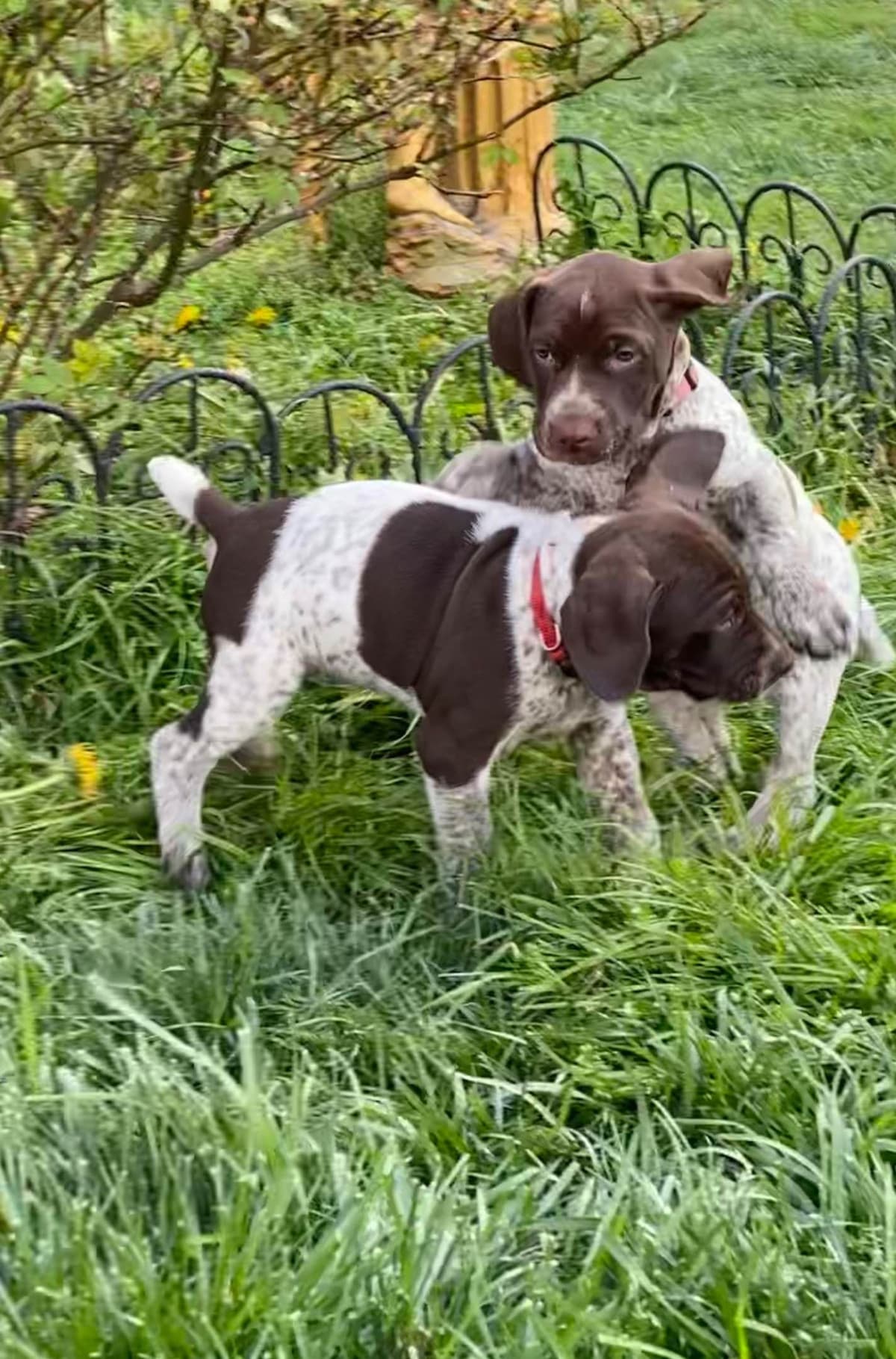 German Shorthaired Pointer Puppies breeder image 30
