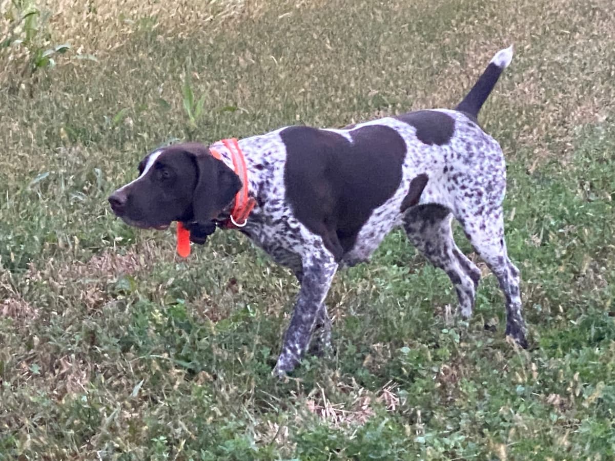 German Shorthaired Pointer Puppies breeder image 31