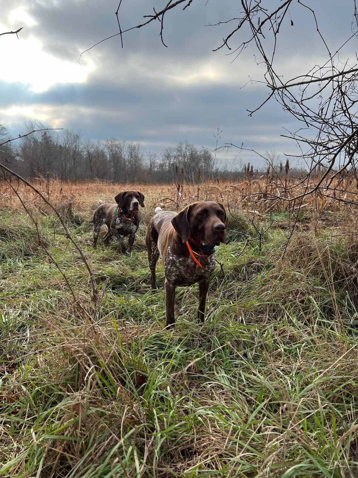German Shorthaired Pointer Puppies breeder image 33