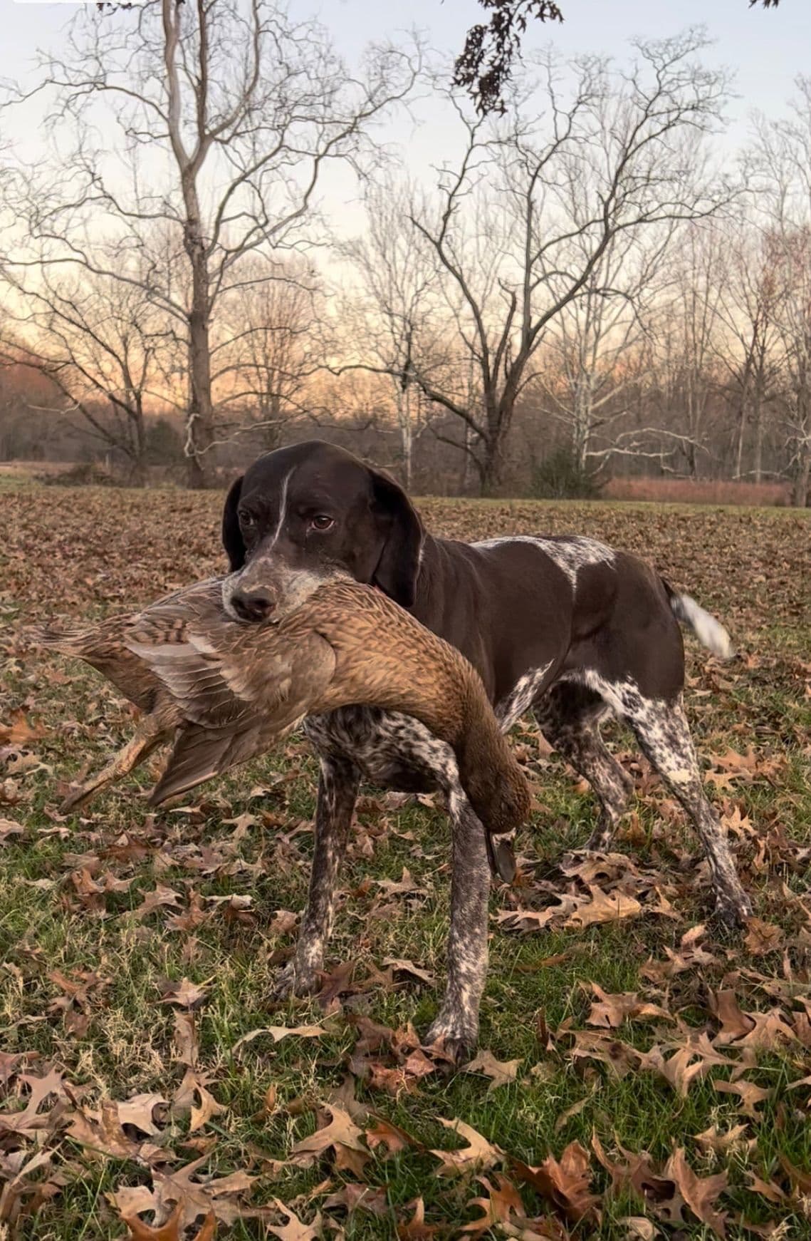 German Shorthaired Pointer Puppies breeder image 34