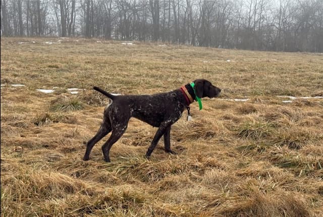 German Shorthaired Pointer Puppies media 11